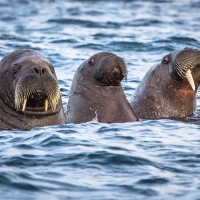 Walrus Family, Svalbard, Arctic Norway