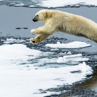 Leaping Polar Bear, Svalbard, Arctic Norway
