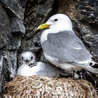 Kittiwake Mother and Chick, Arctic Norway